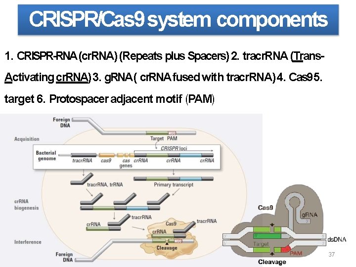 CRISPR/Cas 9 system components 1. CRISPR-RNA (cr. RNA) (Repeats plus Spacers) 2. tracr. RNA