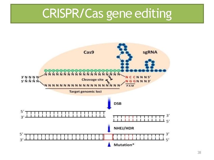 CRISPR/Cas gene editing 38 