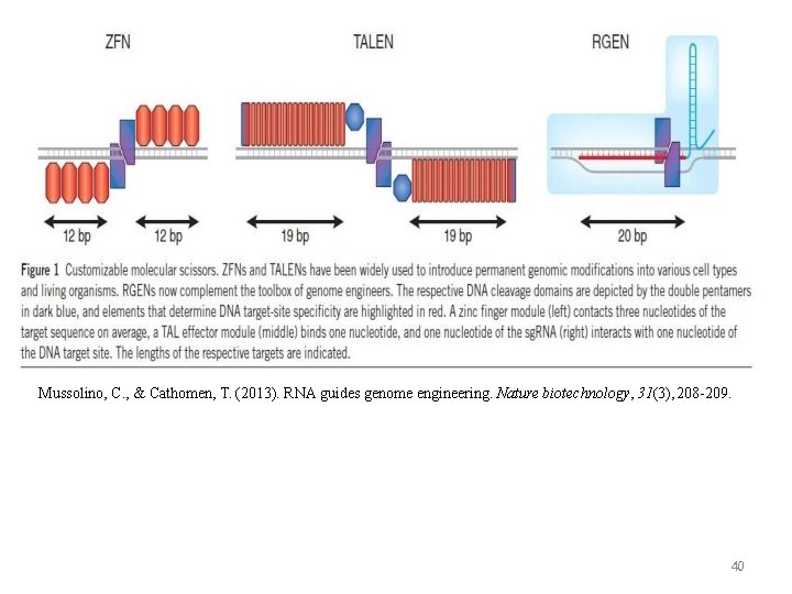 Mussolino, C. , & Cathomen, T. (2013). RNA guides genome engineering. Nature biotechnology, 31(3),