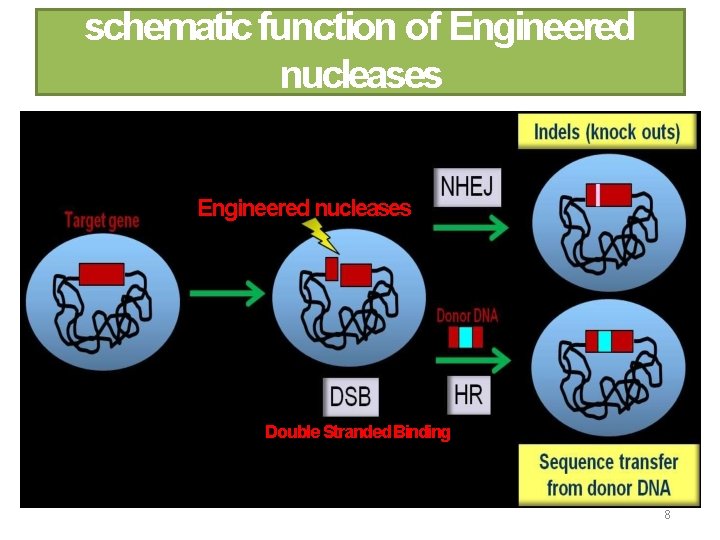 schematic function of Engineered nucleases Double Stranded Binding 8 
