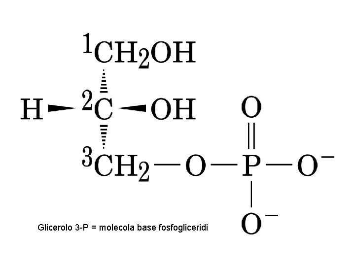 Glicerolo 3 -P = molecola base fosfogliceridi 