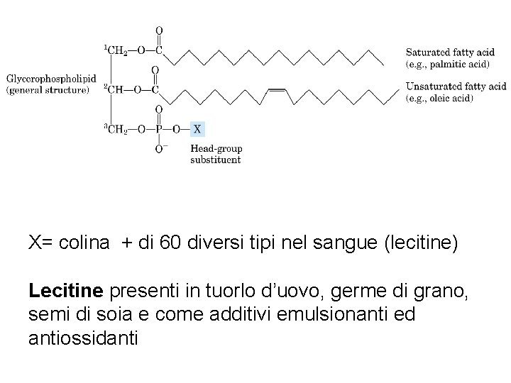 X= colina + di 60 diversi tipi nel sangue (lecitine) Lecitine presenti in tuorlo