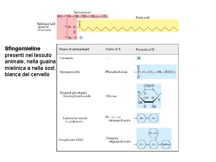 Sfingomieline presenti nel tessuto animale, nella guaina mielinica a nella sost. bianca del cervello
