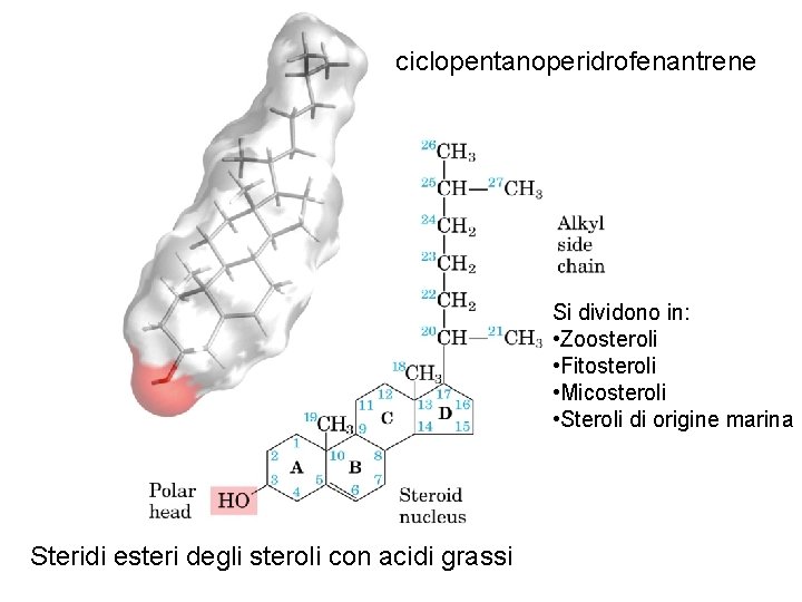 ciclopentanoperidrofenantrene Si dividono in: • Zoosteroli • Fitosteroli • Micosteroli • Steroli di origine