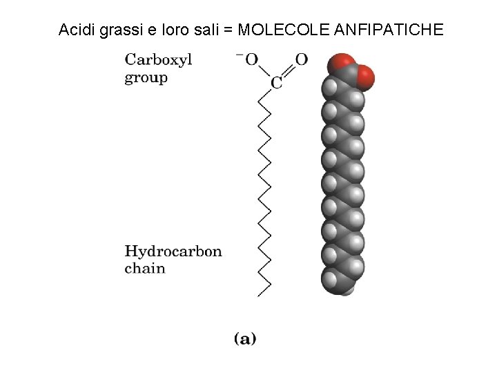 Acidi grassi e loro sali = MOLECOLE ANFIPATICHE 