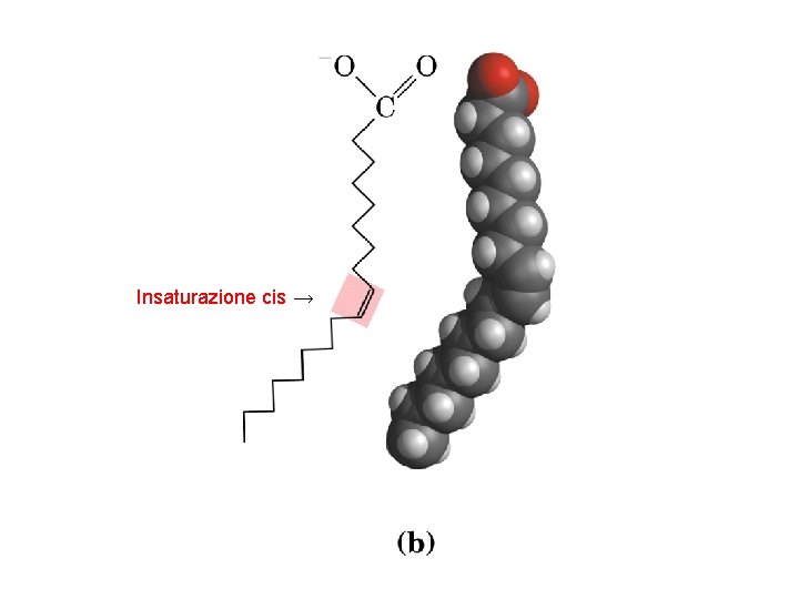 Insaturazione cis → 
