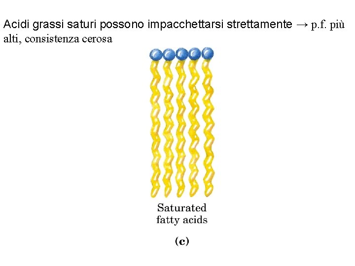 Acidi grassi saturi possono impacchettarsi strettamente → p. f. più alti, consistenza cerosa 