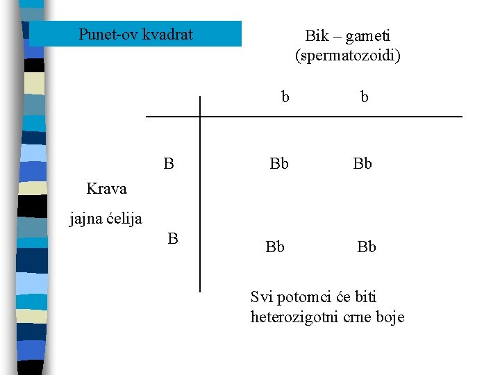 Punet-ov kvadrat Bik – gameti (spermatozoidi) b b B Bb Bb Krava jajna ćelija