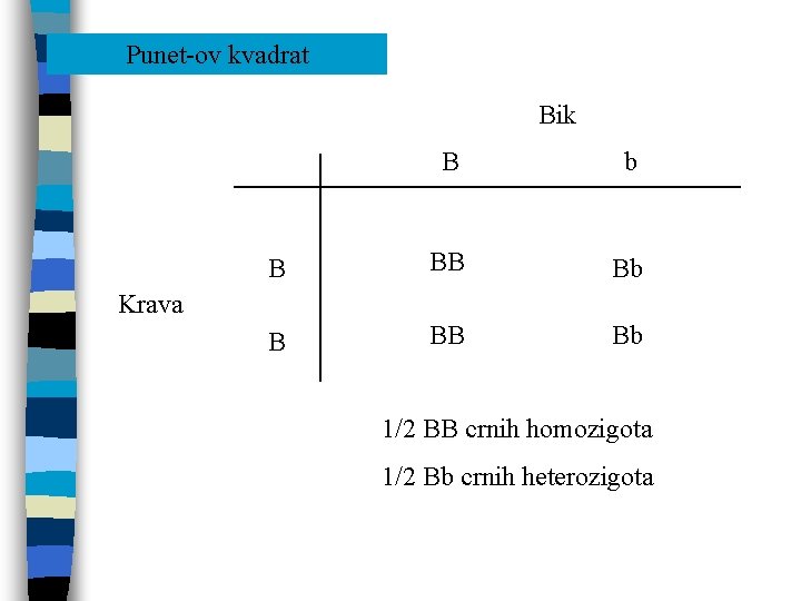 Punet-ov kvadrat Bik B b B BB Bb Krava 1/2 BB crnih homozigota 1/2