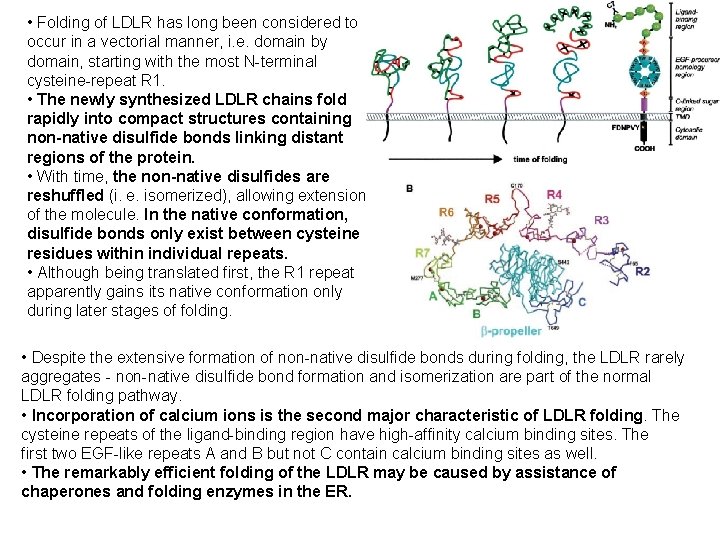  • Folding of LDLR has long been considered to occur in a vectorial