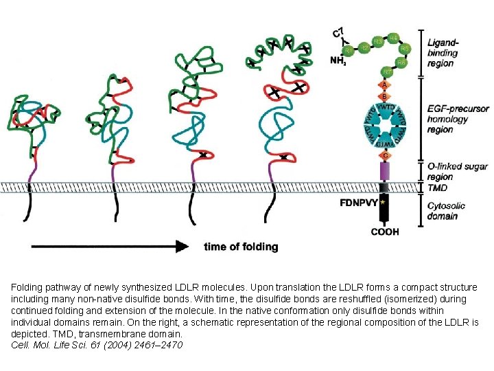 Folding pathway of newly synthesized LDLR molecules. Upon translation the LDLR forms a compact