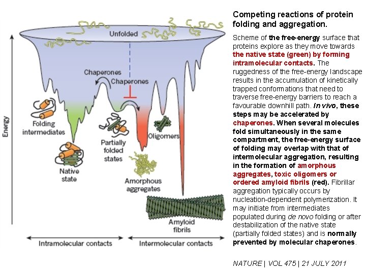 Competing reactions of protein folding and aggregation. Scheme of the free-energy surface that proteins