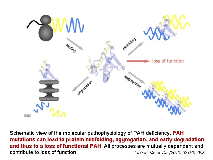 Schematic view of the molecular pathophysiology of PAH deficiency. PAH mutations can lead to
