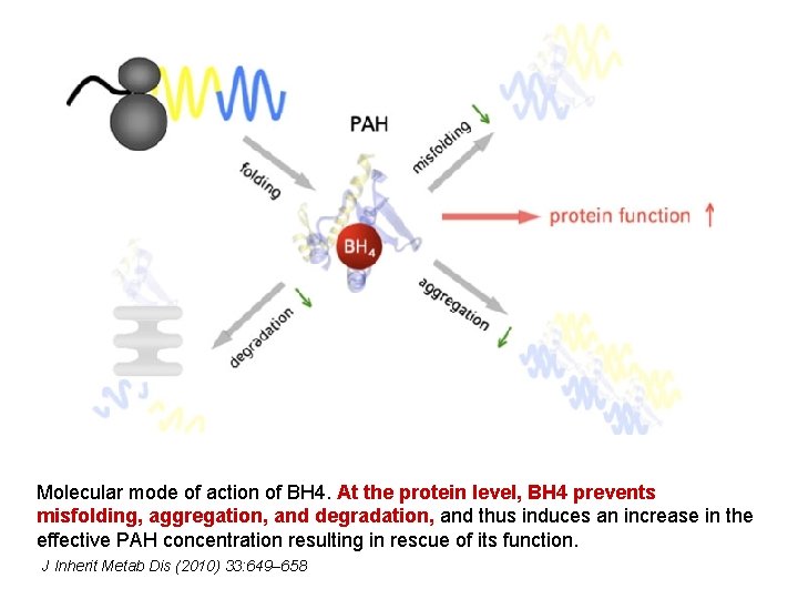 Molecular mode of action of BH 4. At the protein level, BH 4 prevents