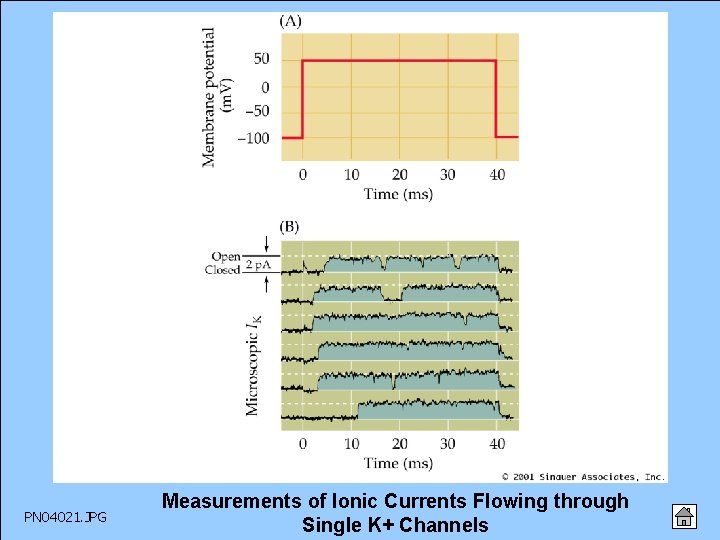 PN 04021. JPG Measurements of Ionic Currents Flowing through Single K+ Channels 