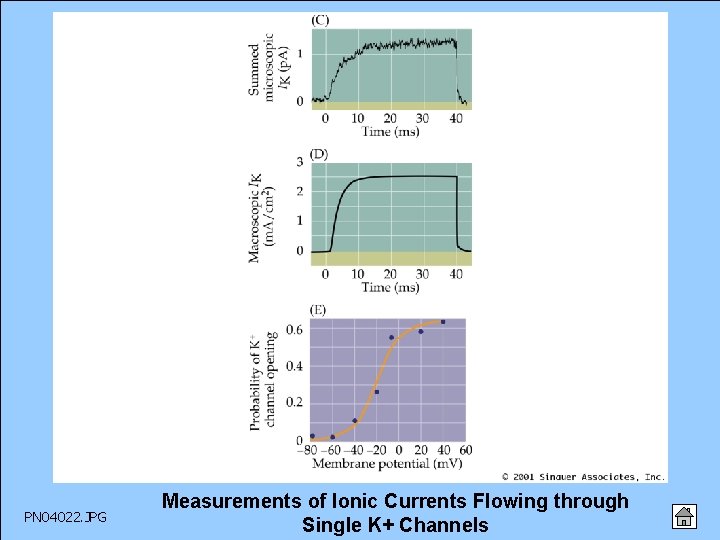 PN 04022. JPG Measurements of Ionic Currents Flowing through Single K+ Channels 