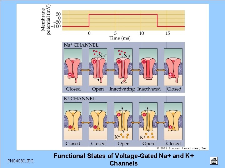 PN 04030. JPG Functional States of Voltage-Gated Na+ and K+ Channels 