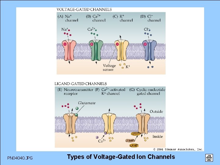 PN 04040. JPG Types of Voltage-Gated Ion Channels 