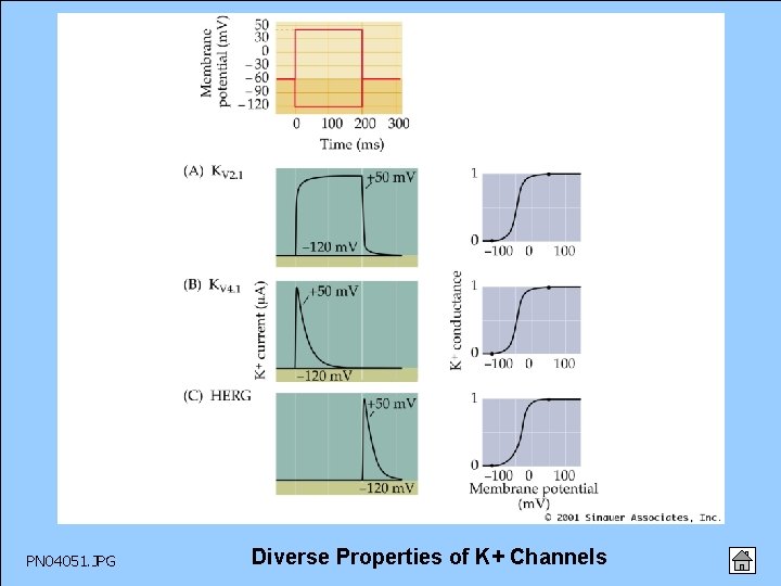 PN 04051. JPG Diverse Properties of K+ Channels 