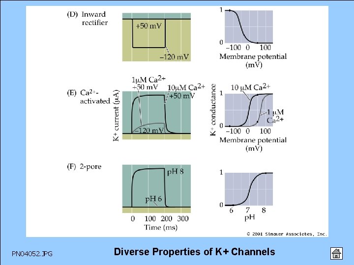 PN 04052. JPG Diverse Properties of K+ Channels 