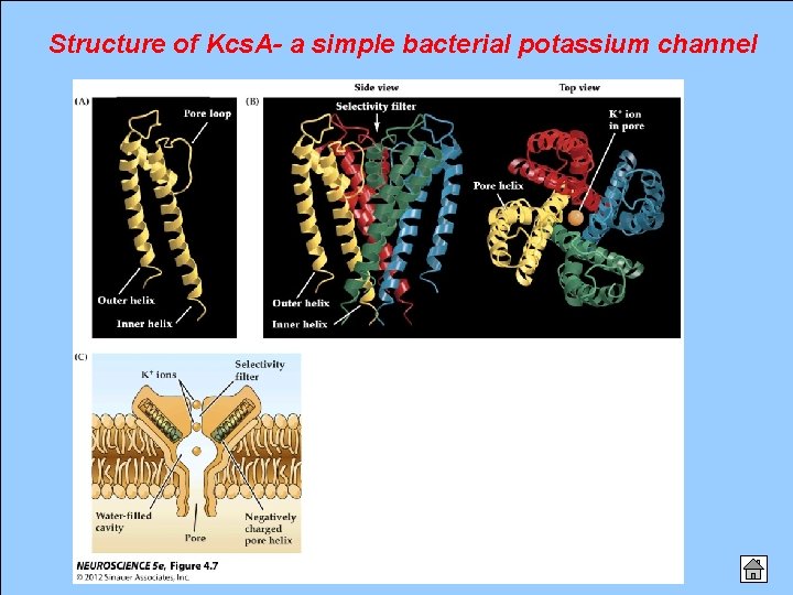 Structure of Kcs. A- a simple bacterial potassium channel 