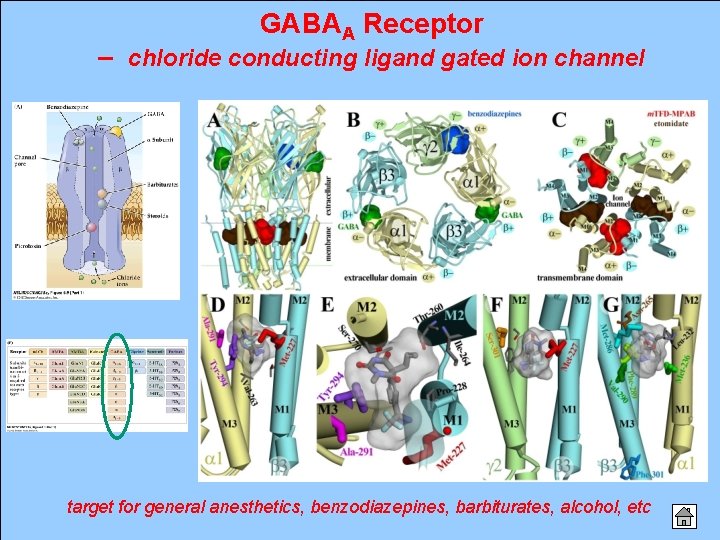 GABAA Receptor – chloride conducting ligand gated ion channel target for general anesthetics, benzodiazepines,