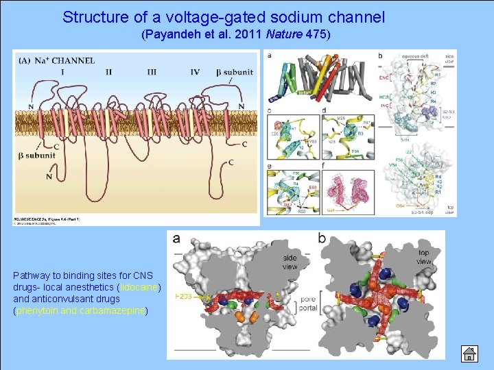 Structure of a voltage-gated sodium channel (Payandeh et al. 2011 Nature 475) Pathway to