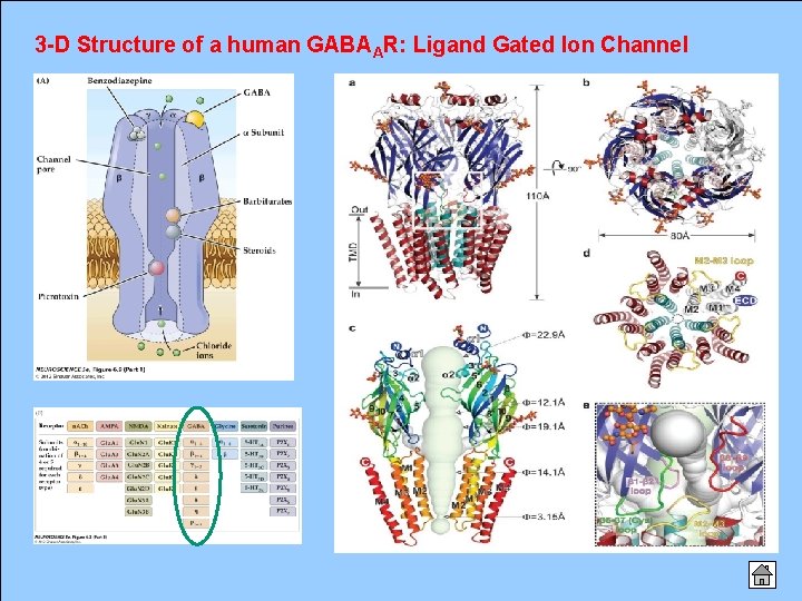 3 -D Structure of a human GABAAR: Ligand Gated Ion Channel 