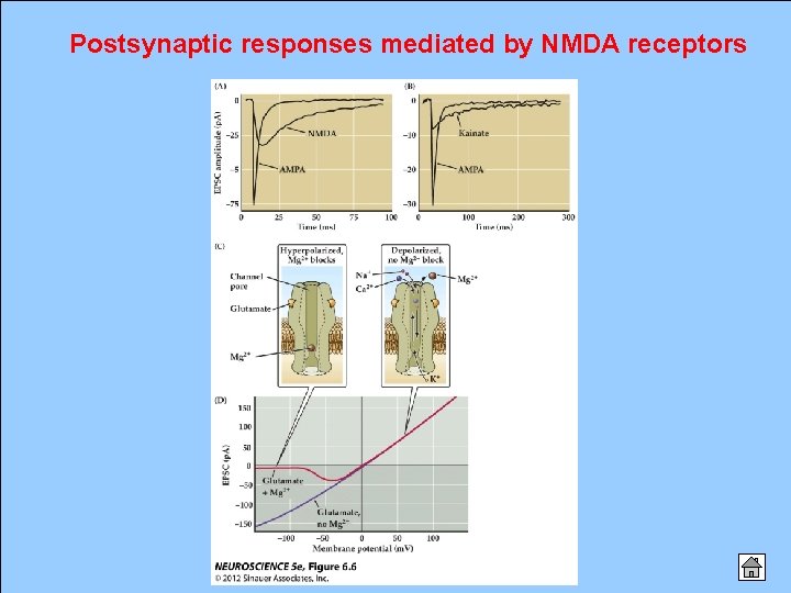 Postsynaptic responses mediated by NMDA receptors 