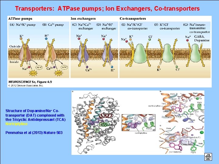 Transporters: ATPase pumps; Ion Exchangers, Co-transporters Structure of Dopamine/Na+ Cotransporter (DAT) complexed with the