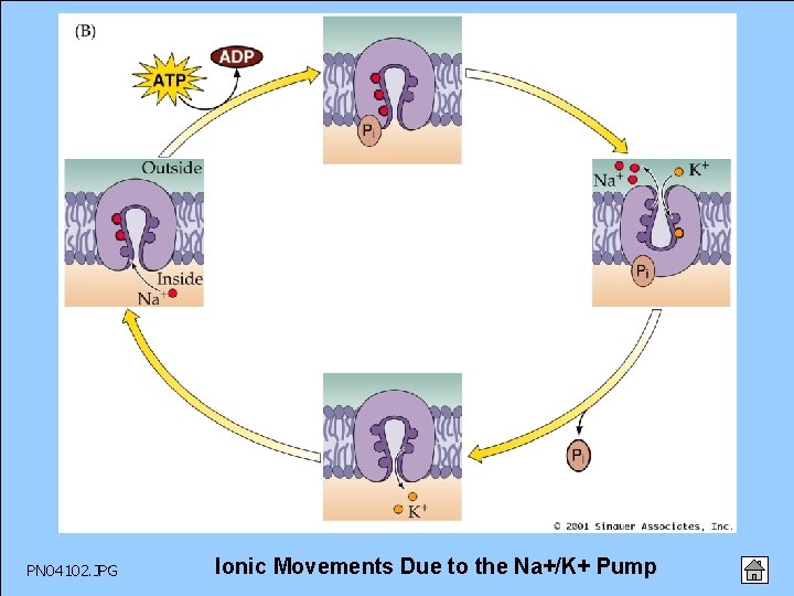PN 04102. JPG Ionic Movements Due to the Na+/K+ Pump 
