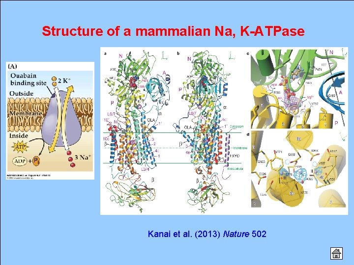 Structure of a mammalian Na, K-ATPase Kanai et al. (2013) Nature 502 