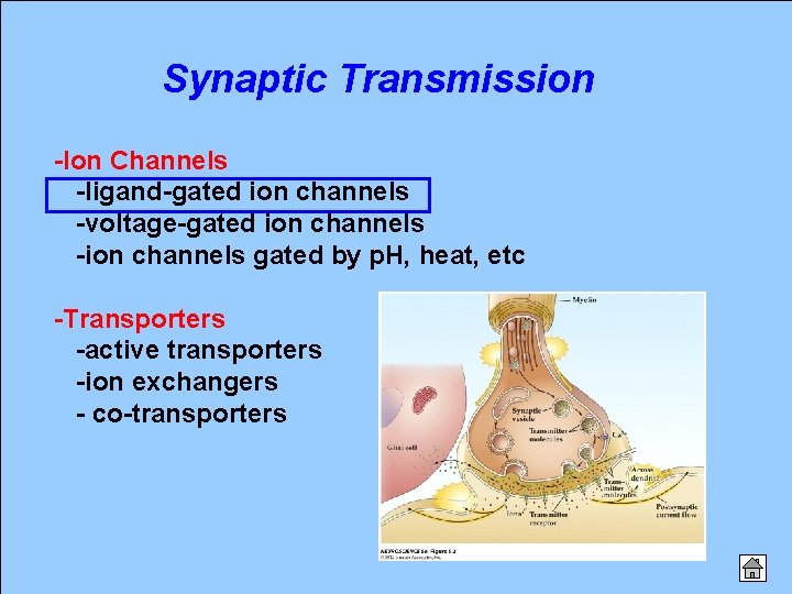 Synaptic Transmission -Ion Channels -ligand-gated ion channels -voltage-gated ion channels -ion channels gated by