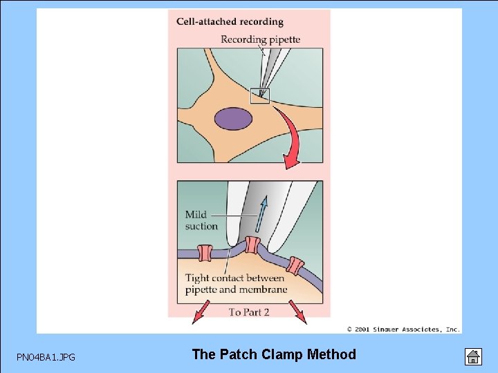 PN 04 BA 1. JPG The Patch Clamp Method 