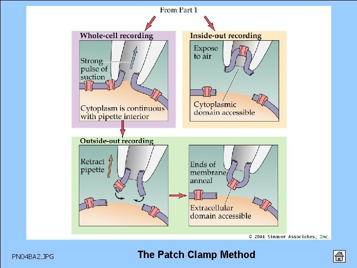 PN 04 BA 2. JPG The Patch Clamp Method 