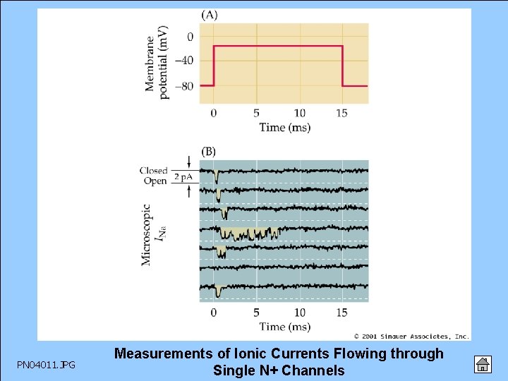 PN 04011. JPG Measurements of Ionic Currents Flowing through Single N+ Channels 