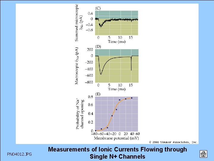 PN 04012. JPG Measurements of Ionic Currents Flowing through Single N+ Channels 