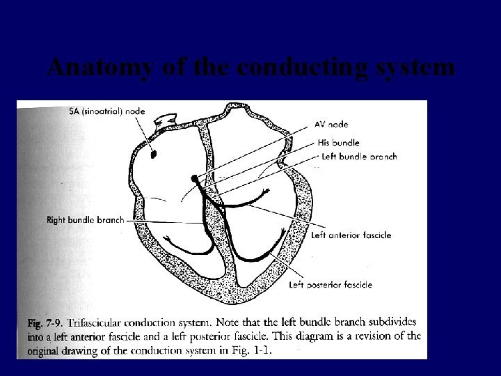 Anatomy of the conducting system 