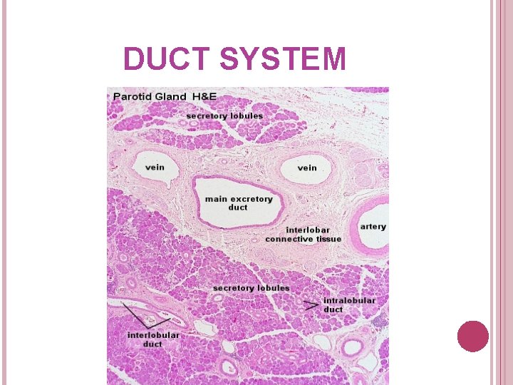 DUCT SYSTEM 