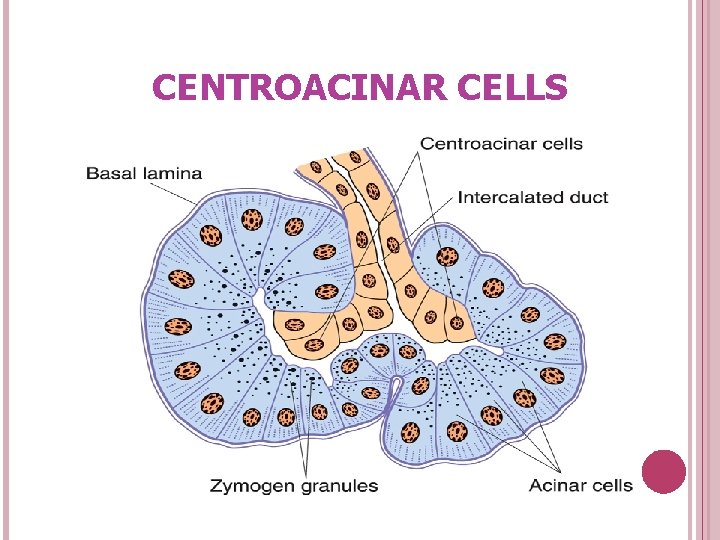 CENTROACINAR CELLS 