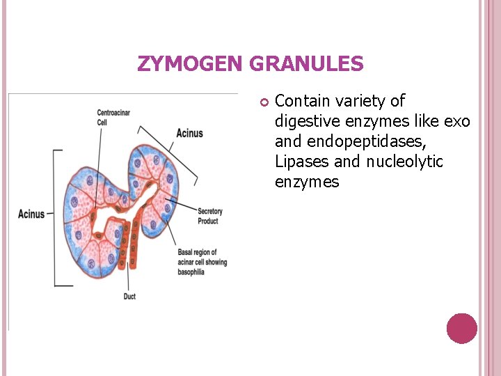 ZYMOGEN GRANULES Contain variety of digestive enzymes like exo and endopeptidases, Lipases and nucleolytic