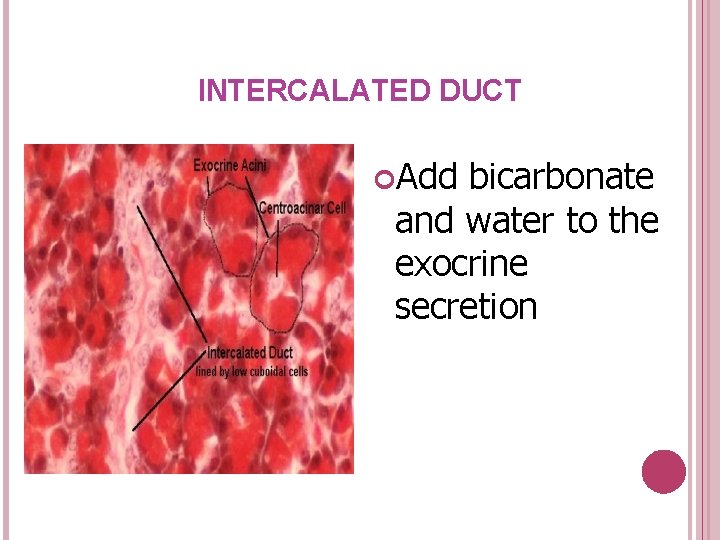 INTERCALATED DUCT Add bicarbonate and water to the exocrine secretion 