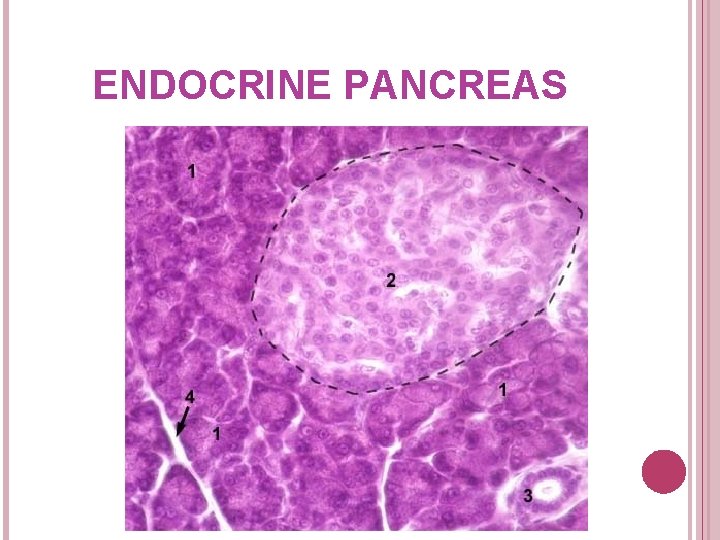 ENDOCRINE PANCREAS 