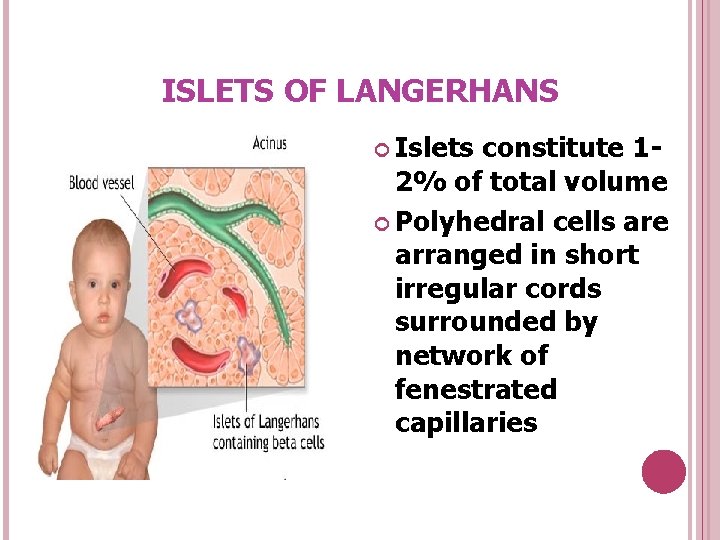 ISLETS OF LANGERHANS Islets constitute 12% of total volume Polyhedral cells are arranged in