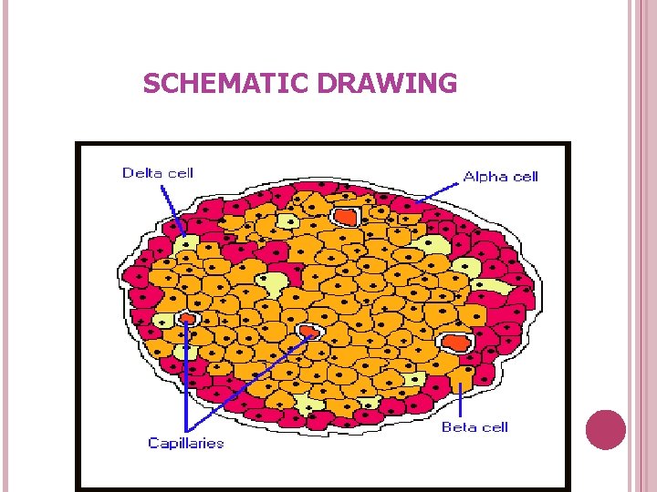 SCHEMATIC DRAWING 