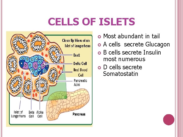 CELLS OF ISLETS Most abundant in tail A cells secrete Glucagon B cells secrete
