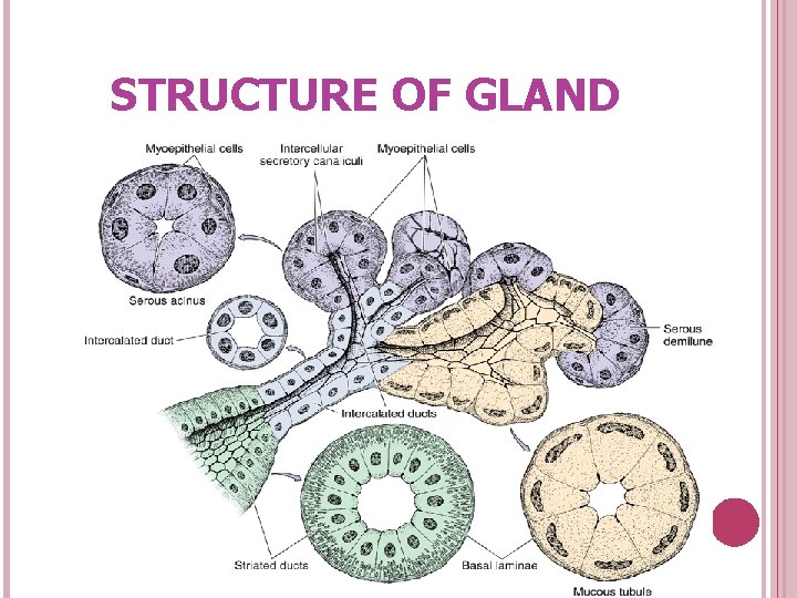 STRUCTURE OF GLAND 