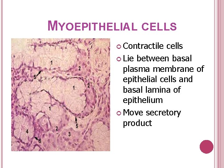 MYOEPITHELIAL CELLS Contractile cells Lie between basal plasma membrane of epithelial cells and basal