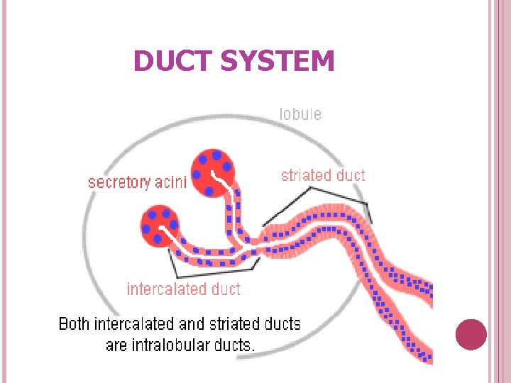 DUCT SYSTEM 