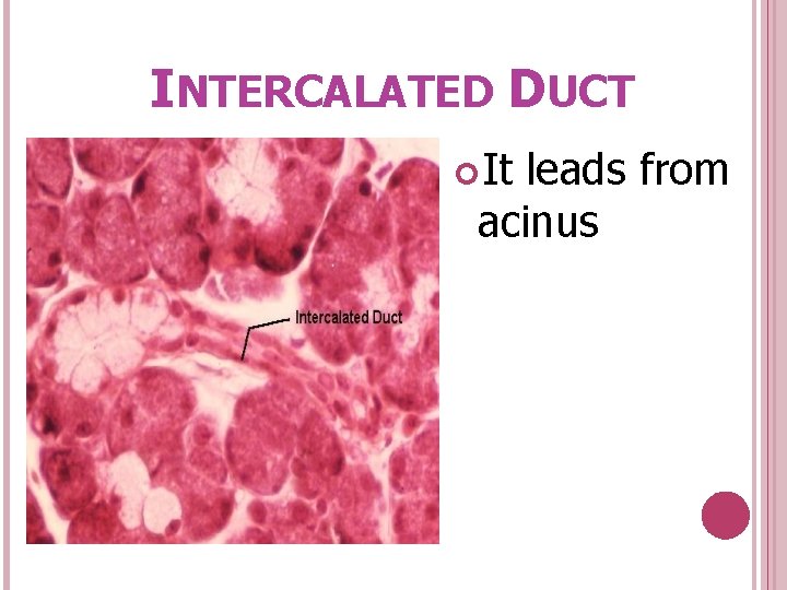 INTERCALATED DUCT It leads from acinus 